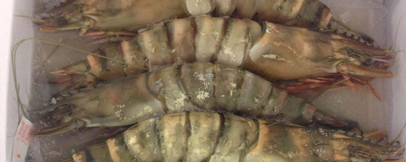 虎虾养殖技术 虎虾养殖技术培训