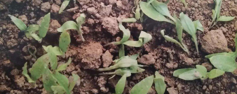 敌磺钠的用法跟用量 敌磺钠的成分