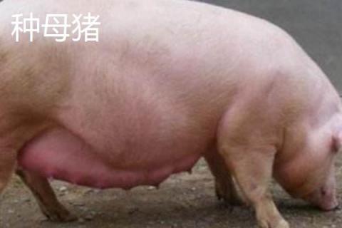种猪能吃吗