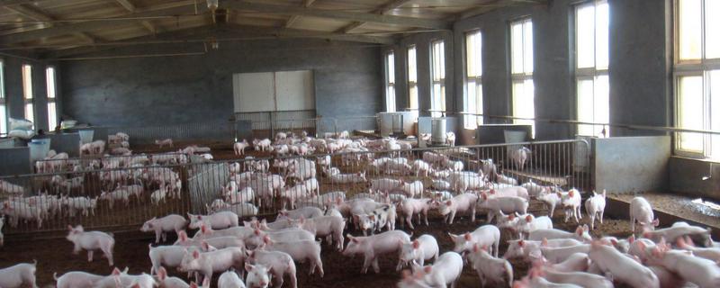 温氏养猪户风险在哪 温氏企业有多少养猪户