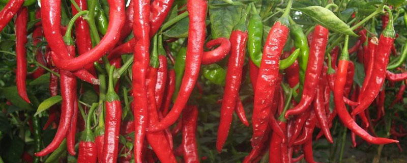 辣椒一亩地产多少斤 辣椒一亩地产多少斤干辣椒尖辣椒