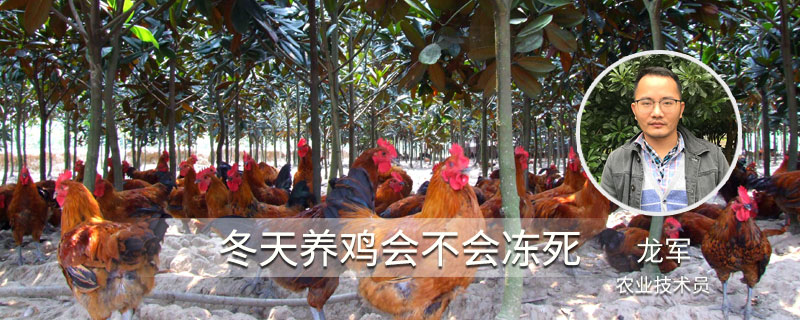 冬天养鸡会不会冻死 鸡怕冷吗?冬天会不会冻死