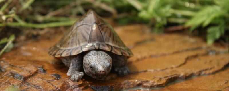 麝香龟苗怎么养 麝香龟苗怎么养冬天
