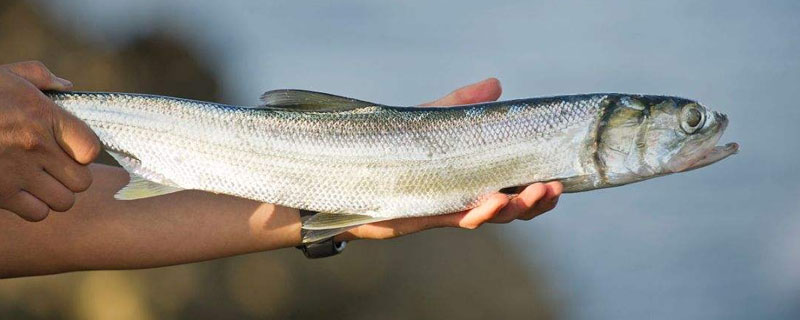 钓梭鱼用什么饵 钓梭鱼用什么饵料