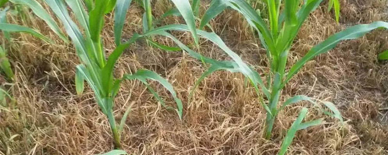 什么除草剂三年不长草 什么除草剂喷一次三年不长草