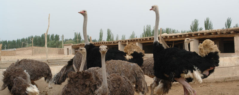 养鸵鸟犯法吗(养鸵鸟违法吗?)