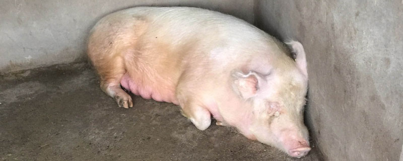 老母猪淘汰后怎么处理（淘汰的公猪母猪怎么处理）