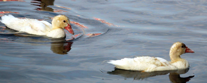 鸳鸯鸭养殖技术与注意事项 鸳鸯鸭怎么养殖
