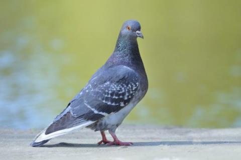 鸽痘简单的方法治疗,是怎么引起的