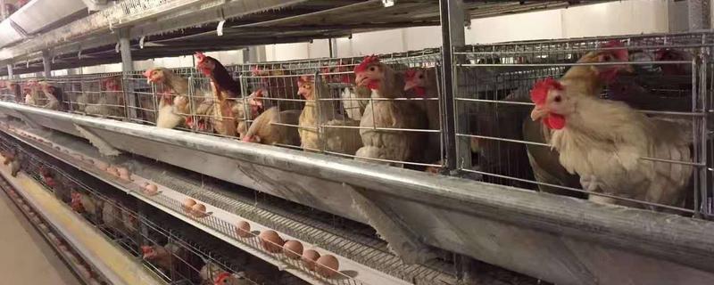 蛋鸡的营养价值 蛋鸡的营养价值高吗