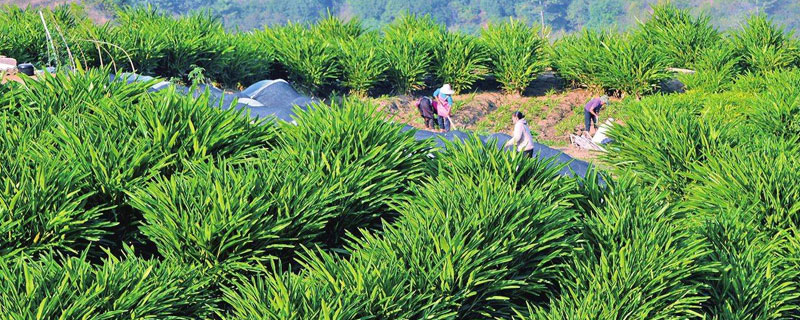 适合河南种植的药材品种 适合河南地区种植的高价值药材有哪些?