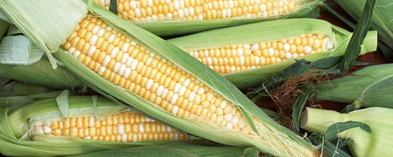 水果玉米种子哪里买 水果玉米的种子哪里有