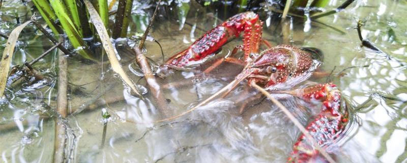 龙虾塘套养白鲢（小龙虾塘套养花白鲢一亩放多少）