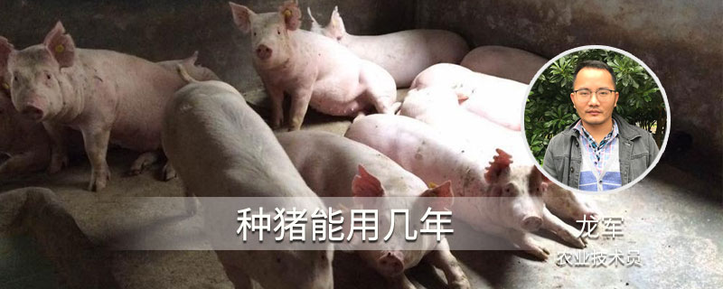 种猪能用几年 种猪一般可以用几年