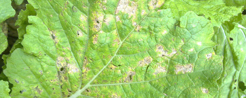 阿米妙收农药治什么病（阿米妙收杀菌剂治什么病）