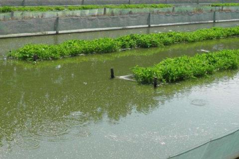 江西哪有泥鳅养殖场