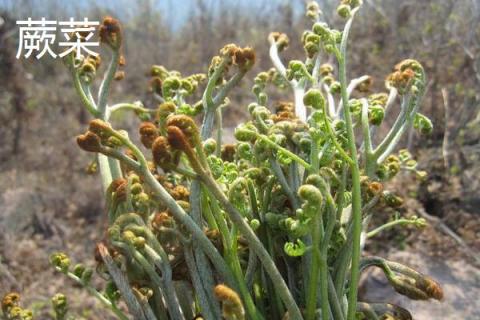 野菜云龙菜是蕨菜吗 云龙才是不是龙须菜