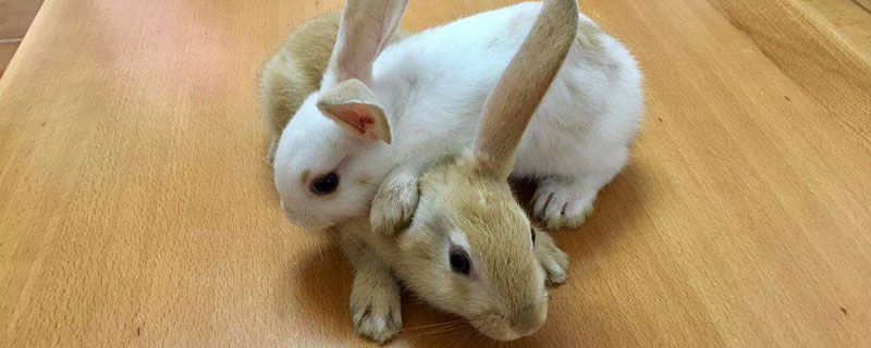 公主兔怎么养 公主兔怎么养是什么品种