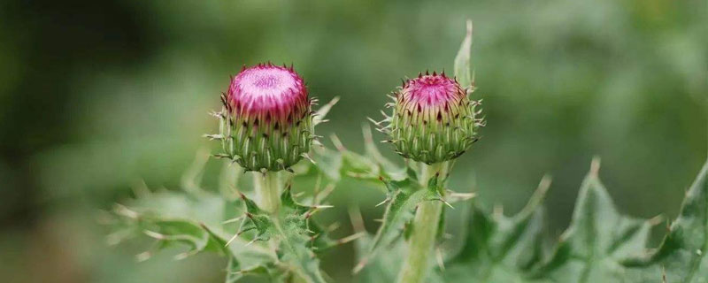 刺儿菜和蒲公英的区别是什么（刺儿菜和蒲公英能一起泡水喝吗）