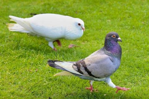 鸽痘简单的方法治疗,是怎么引起的