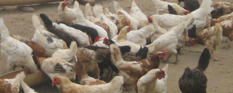 冬季养鸡温度控制（养鸡场温度控制）