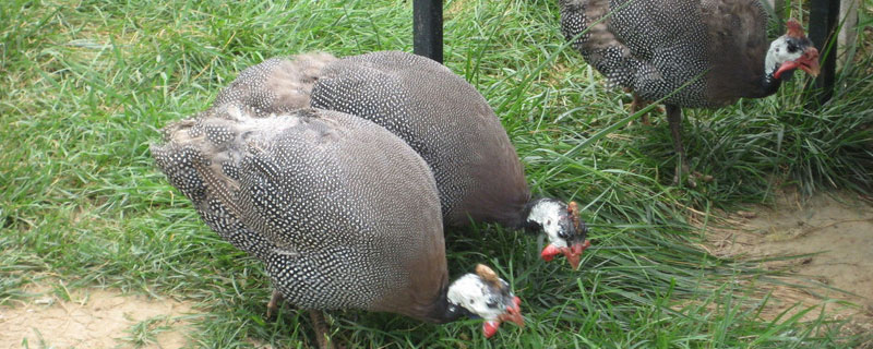 珍珠鸡是什么鸡 珍珠鸡是什么鸡呀