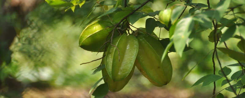 杨桃在北方可以种植吗（杨桃的种植条件跟要求）