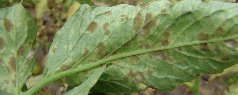 叶霉病用什么药 叶霉病用什么药效果比较好