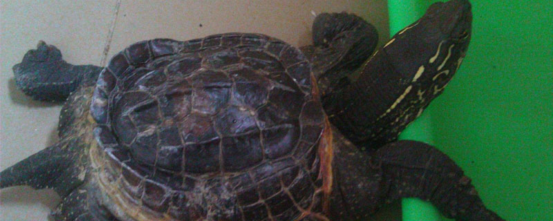 地乌龟养殖技术（地乌龟有什么用）