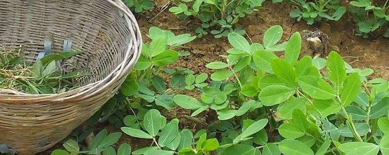 花生苗后除草剂什么时间打好（花生苗后除草剂什么时间打好呢）