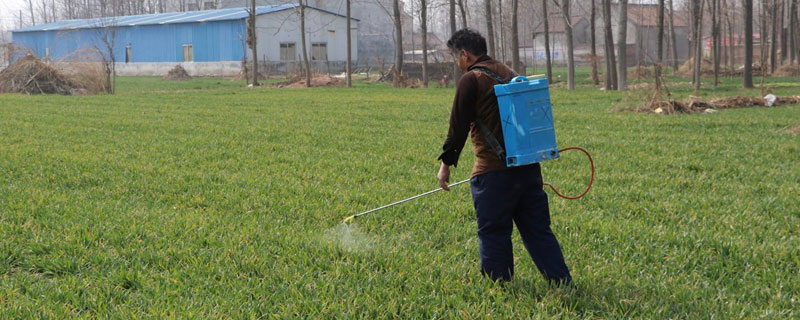 麦子除草剂什么时候打 麦苗除草剂什么时候打