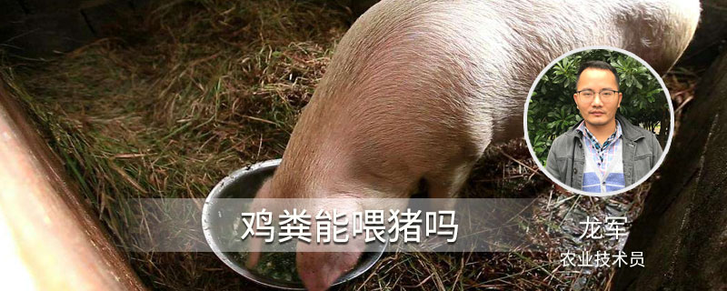 鸡粪能喂猪吗 鸡的粪便可以喂猪吗