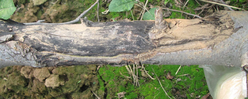 果树腐烂病特效药（果树防腐烂特效药）