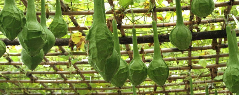 鹤首葫芦的种植方法 鹤首葫芦怎么种植