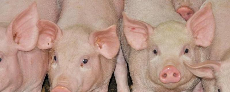 乳猪怎么喂养，乳猪是什么品种的猪 乳猪的饲养方法