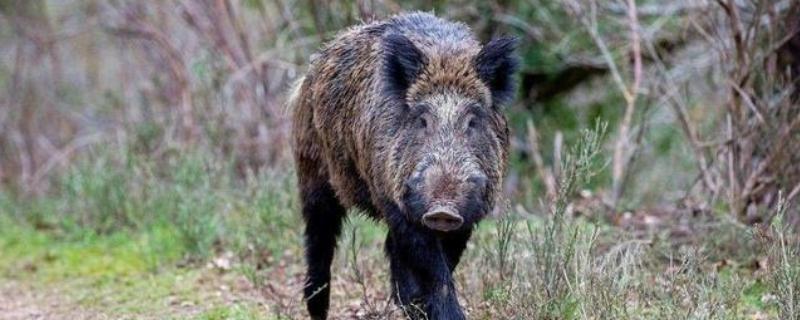 野猪体重，野猪可以养殖吗（野猪能人工饲养吗）