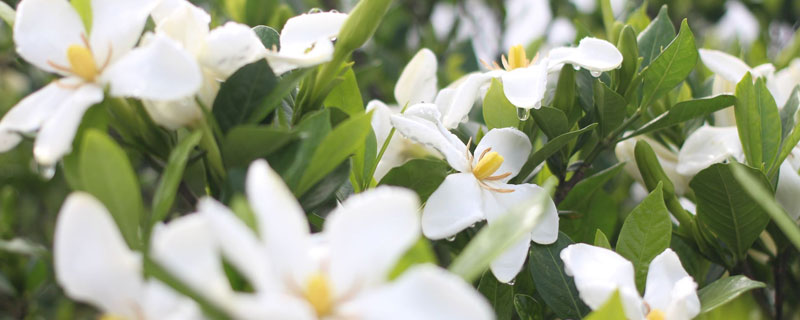 冬天栀子花的养殖方法和注意事项,一个月左右浇一次水