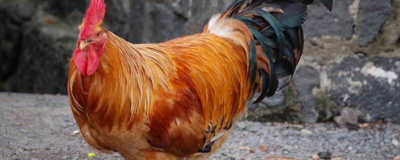 公鸡和母鸡是怎样受精的,公鸡多大会打鸣