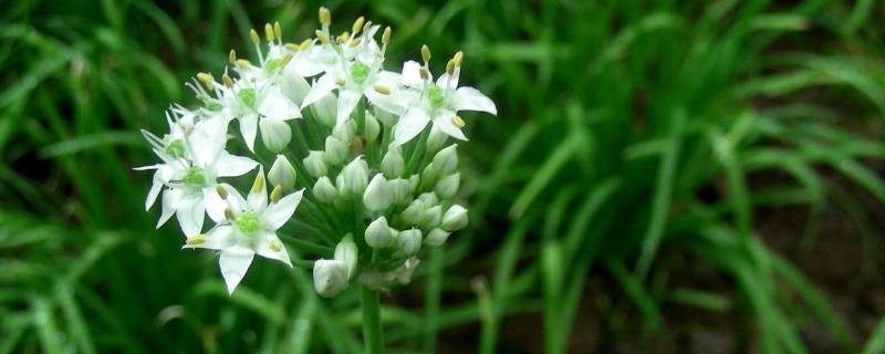 韭菜种植时间及方法 韭菜移栽时间和方法