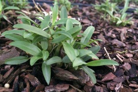 霍山石斛种植方法