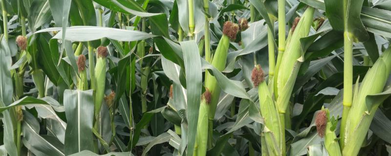 玉米化控的时间，用什么药好 玉米化控的作用
