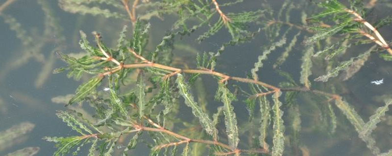 中药麦黄草种植（中药麦黄草种植技术）
