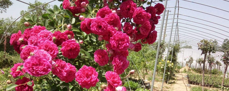 甜蜜红木香的养殖方法 盆栽甜蜜红木香花的养殖方法