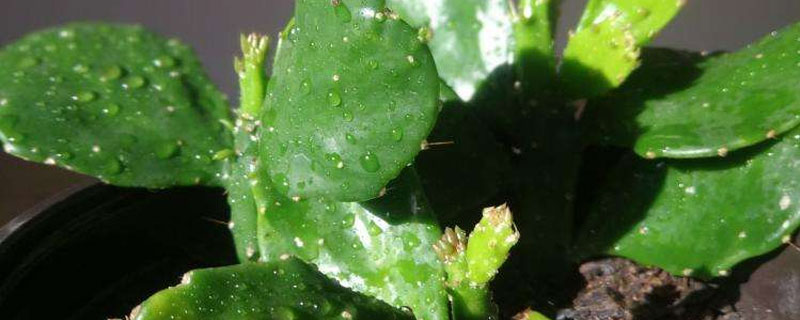 千本剑的养殖方法（千本剑怎么扦插）