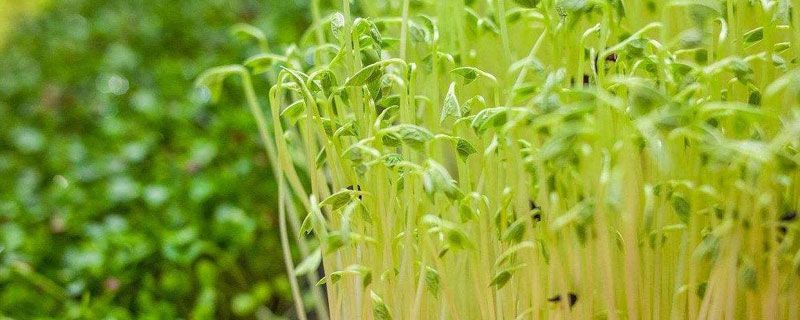 豆苗菜种植技术 豆苗菜种植技术视频