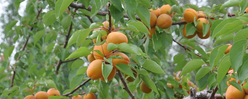 杏子怎么种植（杏子怎么种植才更甜）