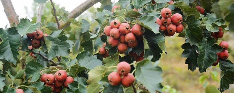 山楂的种植方法和时间 山楂种植间距