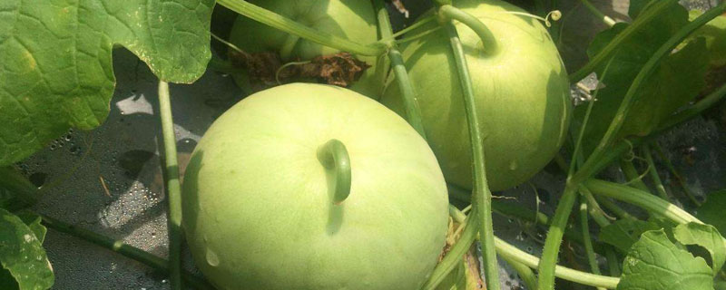 露地香瓜的种植技术 春季露地香瓜种植技术