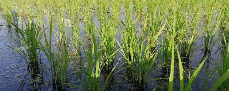 海水稻种植的条件，需在盐碱地种植（海水盐碱地种水稻）