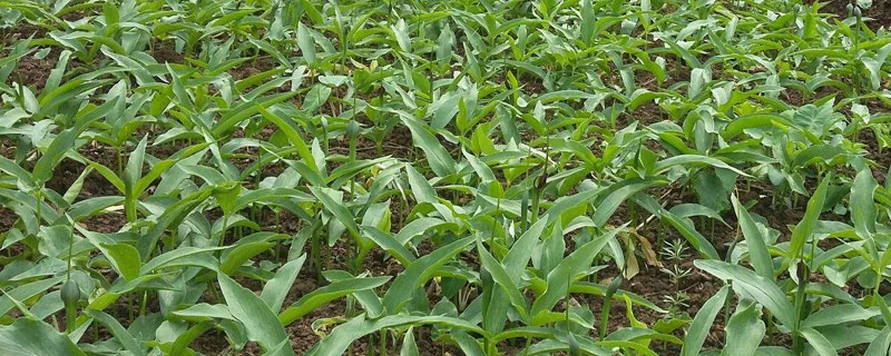 半夏种植秘诀（半夏的种植方法）